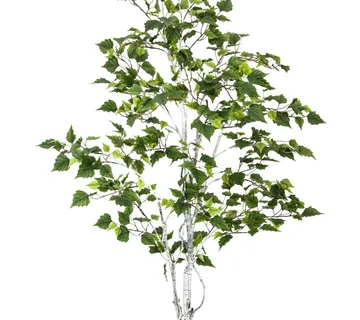 EUROPALMS Birch tree, 150cm - cover