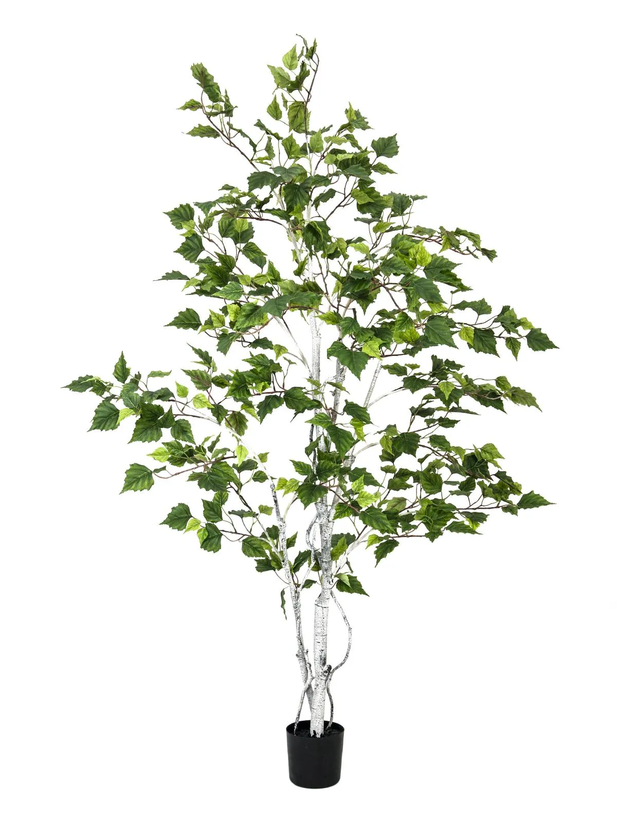 EUROPALMS Birch tree, 150cm - cover