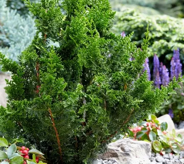 CHAMAECYPARIS OB.”Teddy Bear” - cover