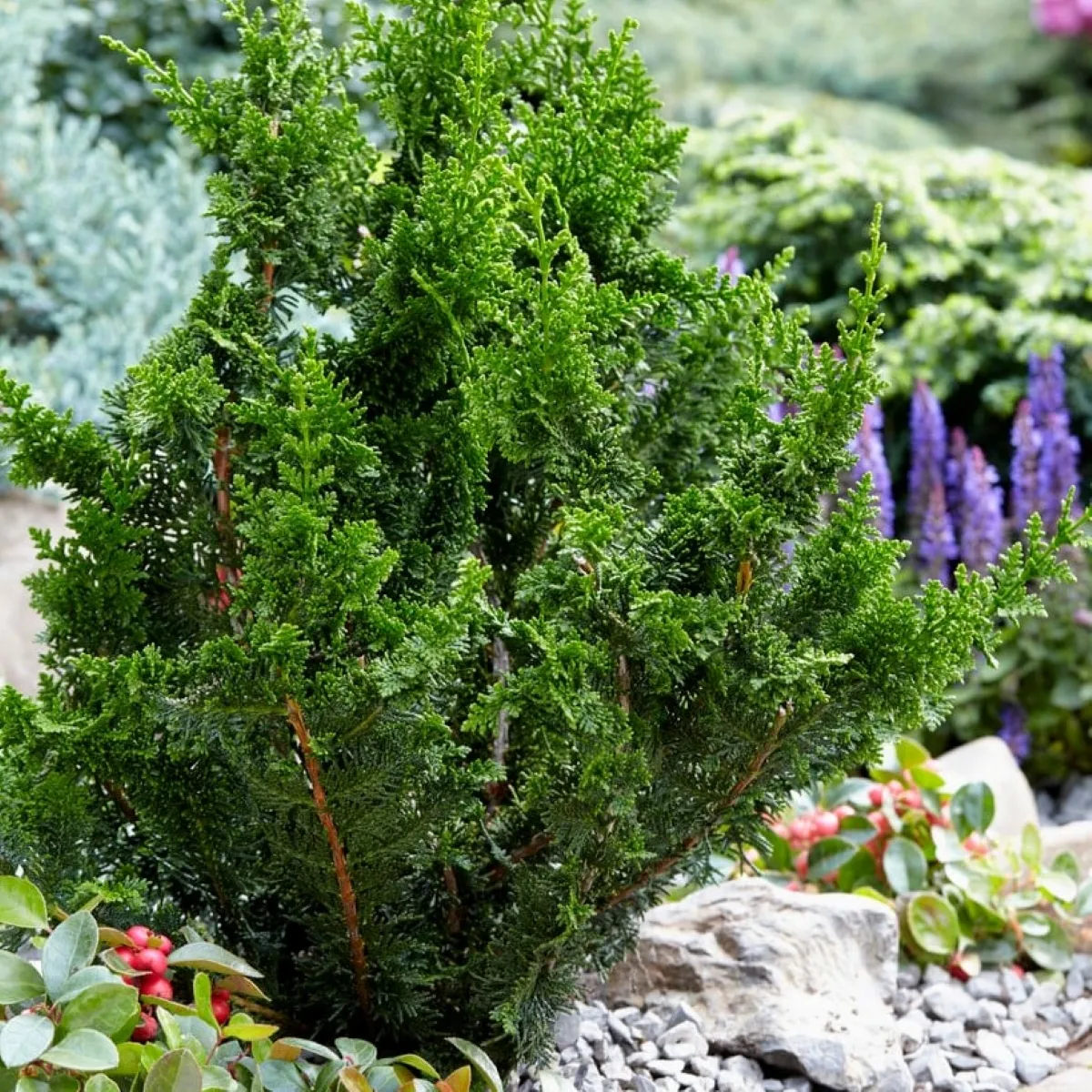 CHAMAECYPARIS OB.”Teddy Bear” - cover