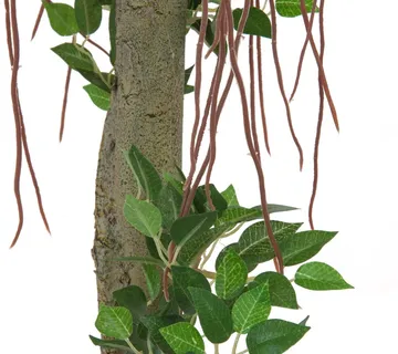 EUROPALMS Ficus ball tree, 100cm - cover