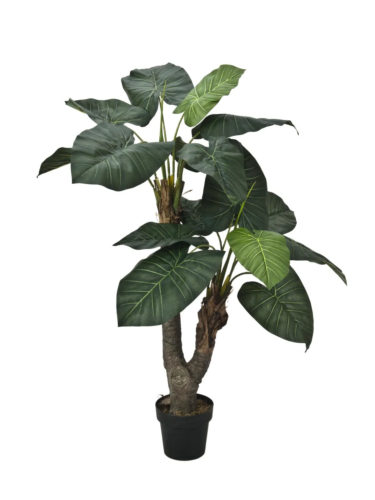 EUROPALMS Pothos palm, luxor, 175cm - cover
