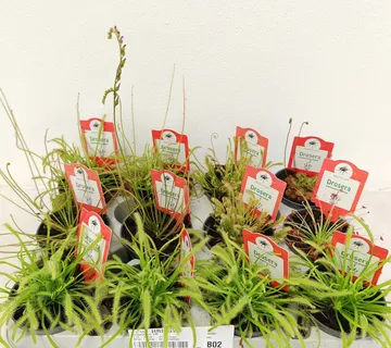 MUHOLOVKE / DROSERA - cover