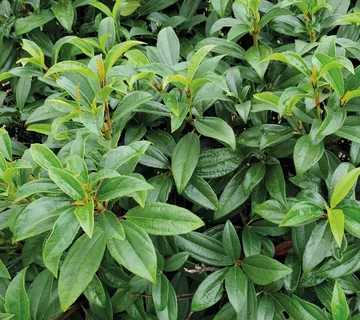 VIBURNUM “Yin” - cover