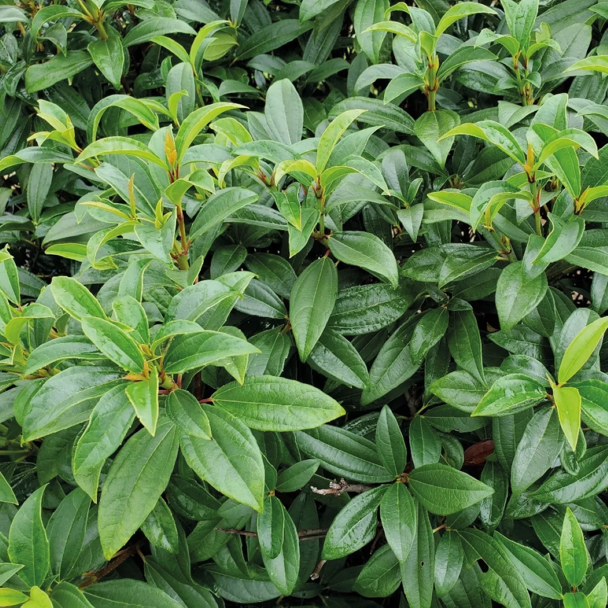 VIBURNUM “Yin” - cover