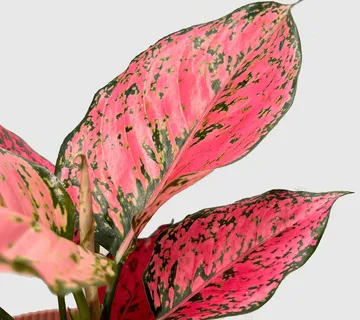 AGLAONEMA “Spicy Pink” - cover