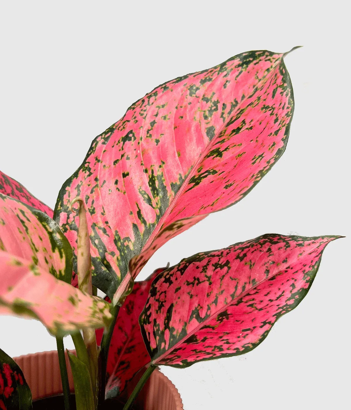 AGLAONEMA “Spicy Pink” - cover