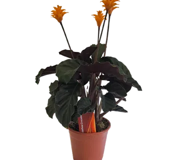 CALATHEA “Crocata” - cover
