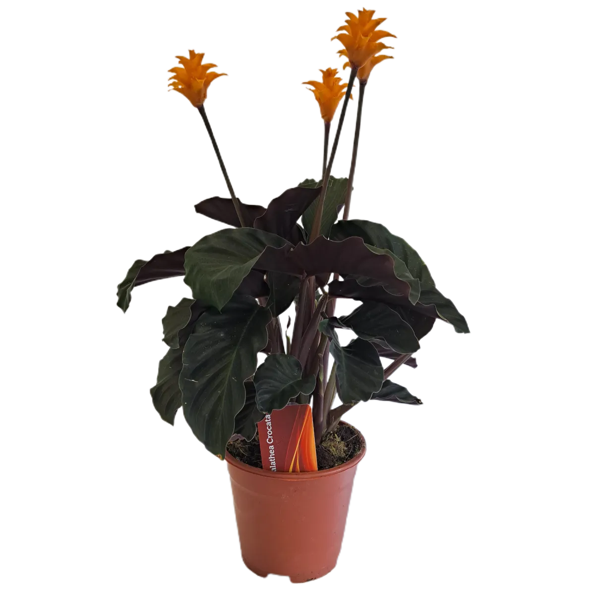 CALATHEA “Crocata” - cover