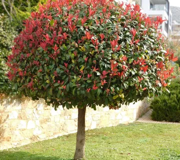 PHOTINIA FR. “R.Robin”na štapu - cover