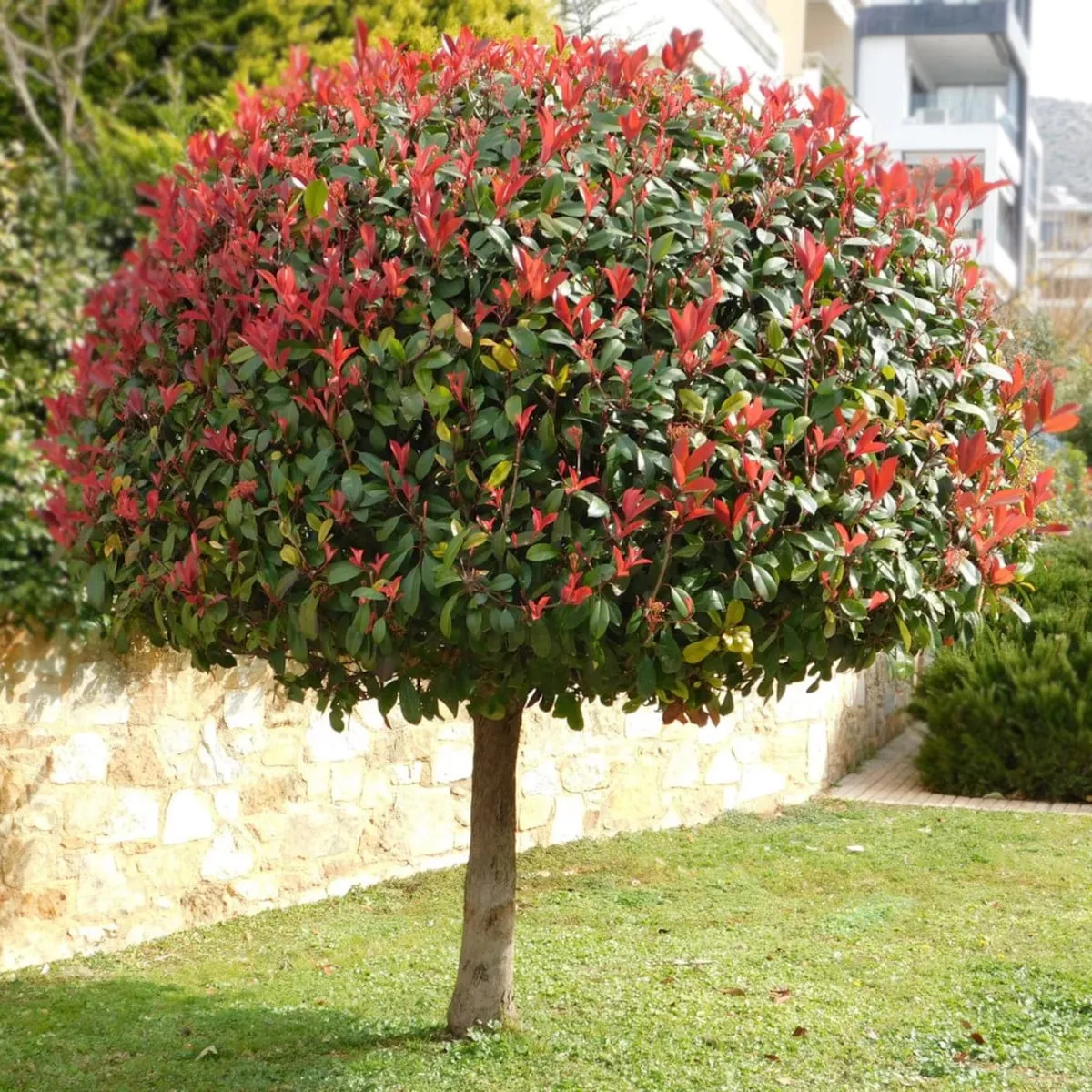 PHOTINIA FR. “R.Robin”na štapu - cover