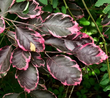 FAGUS SYL.”Tricolor” - cover