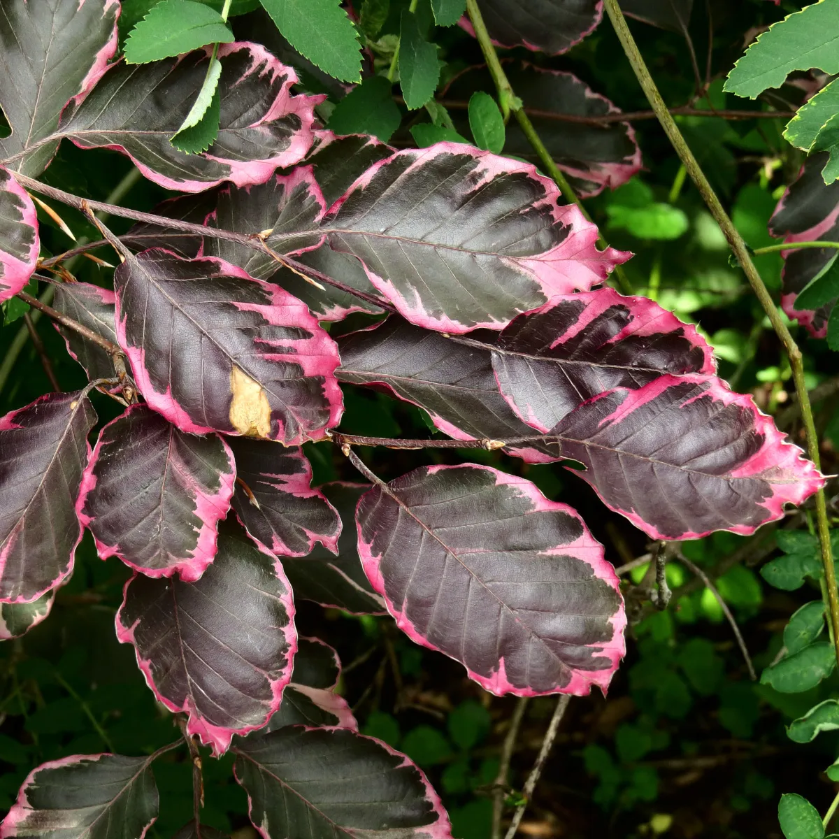 FAGUS SYL.”Tricolor” - cover