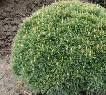 PINUS STROBUS “Minima” - cover