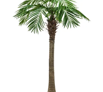 EUROPALMS Phoenix palm tree luxor, 240cm - cover