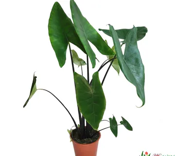 ALOCASIA ZEBRINA BLACK - cover