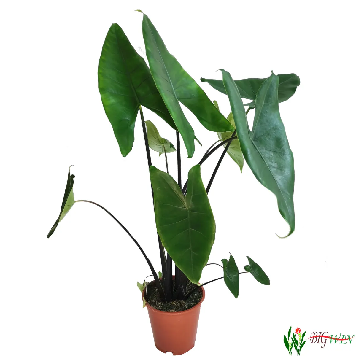 ALOCASIA ZEBRINA BLACK - cover