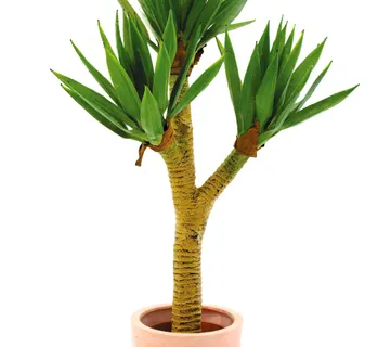 EUROPALMS Yucca palmbush, 105cm - cover