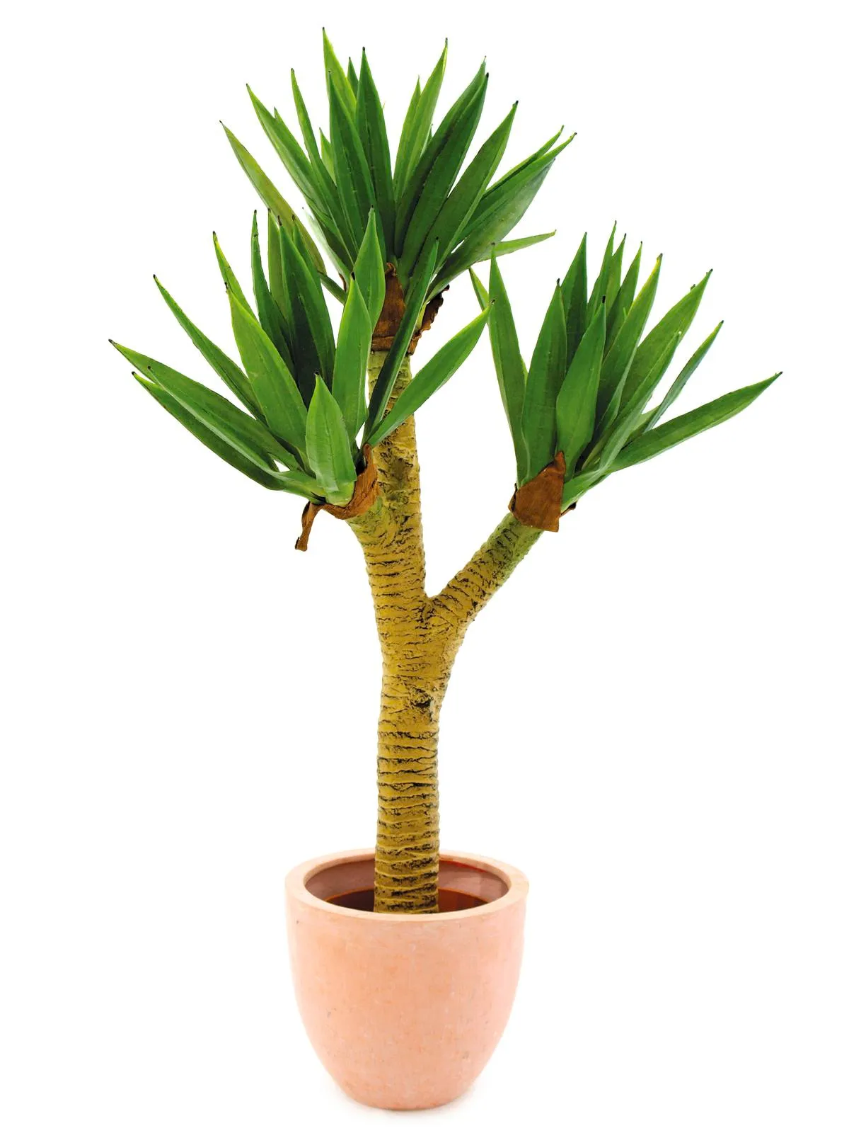 EUROPALMS Yucca palmbush, 105cm - cover