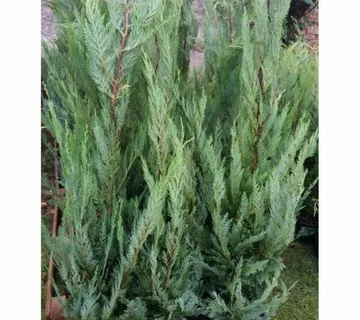 Čempres Lejlandi / Cupressocyparis Leylandii - cover