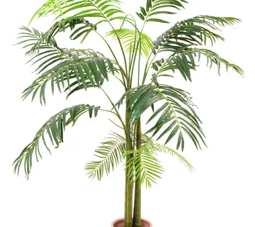 EUROPALMS Areca palm, 3 trunks, 210cm - cover