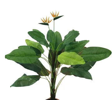 EUROPALMS Tralizia, 230cm - cover