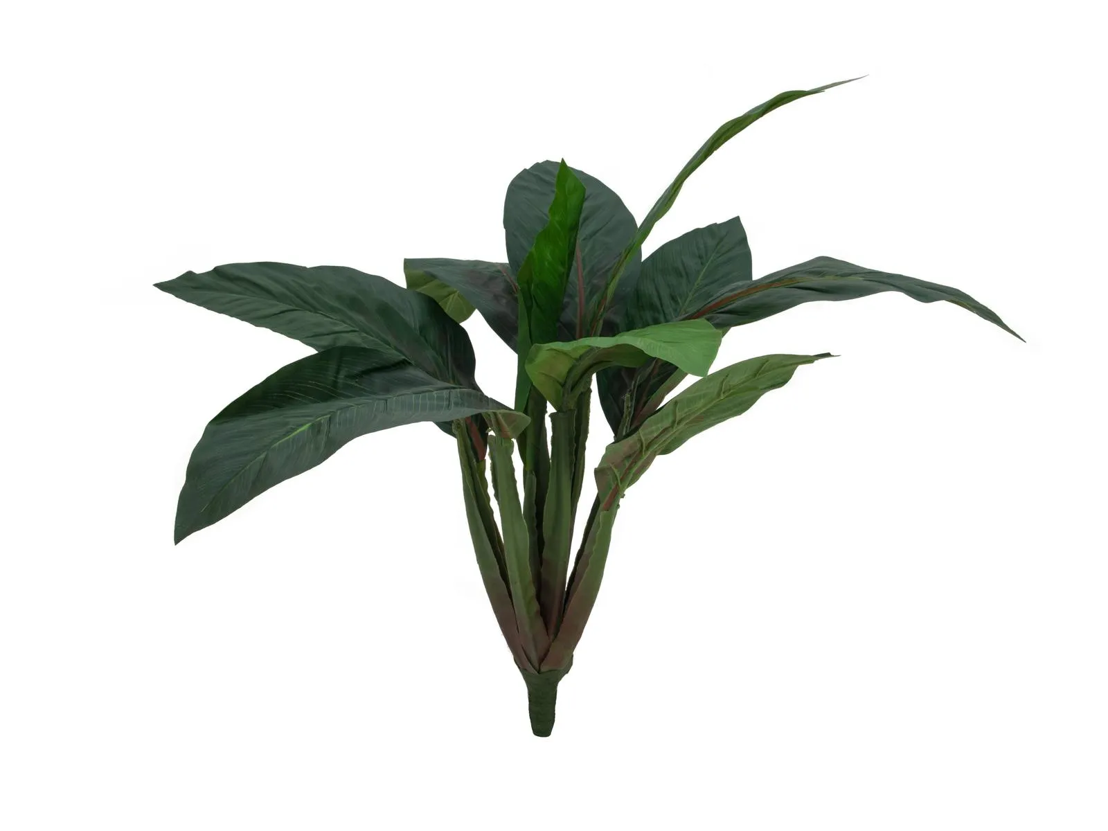 EUROPALMS Sago palm tree, 45cm - cover