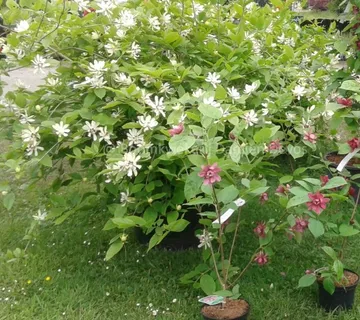 SINOCALYCANTHUS C. “Venus” - cover