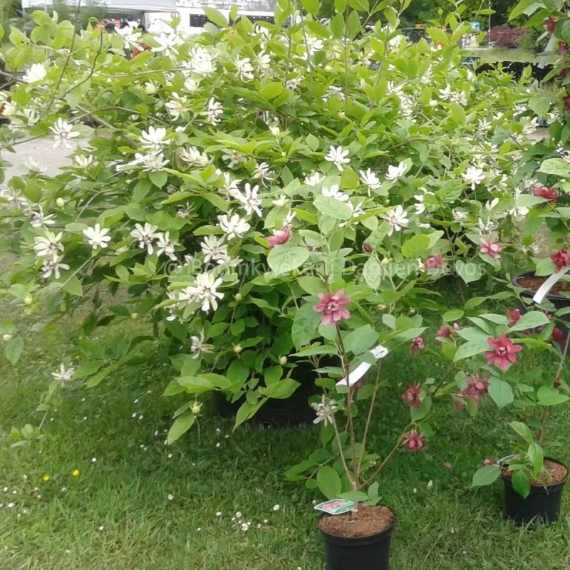 SINOCALYCANTHUS C. “Venus” - cover