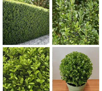 ILEX CRENATA “Jenny” - cover
