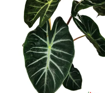 ALOCASIA “Pink Dragon” - cover