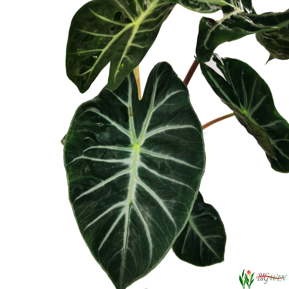 ALOCASIA “Pink Dragon” - cover