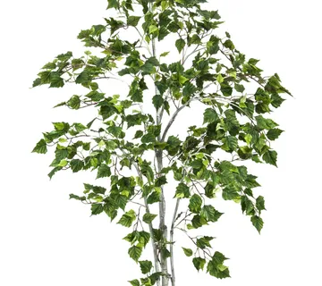 EUROPALMS Birch tree, 180cm - cover