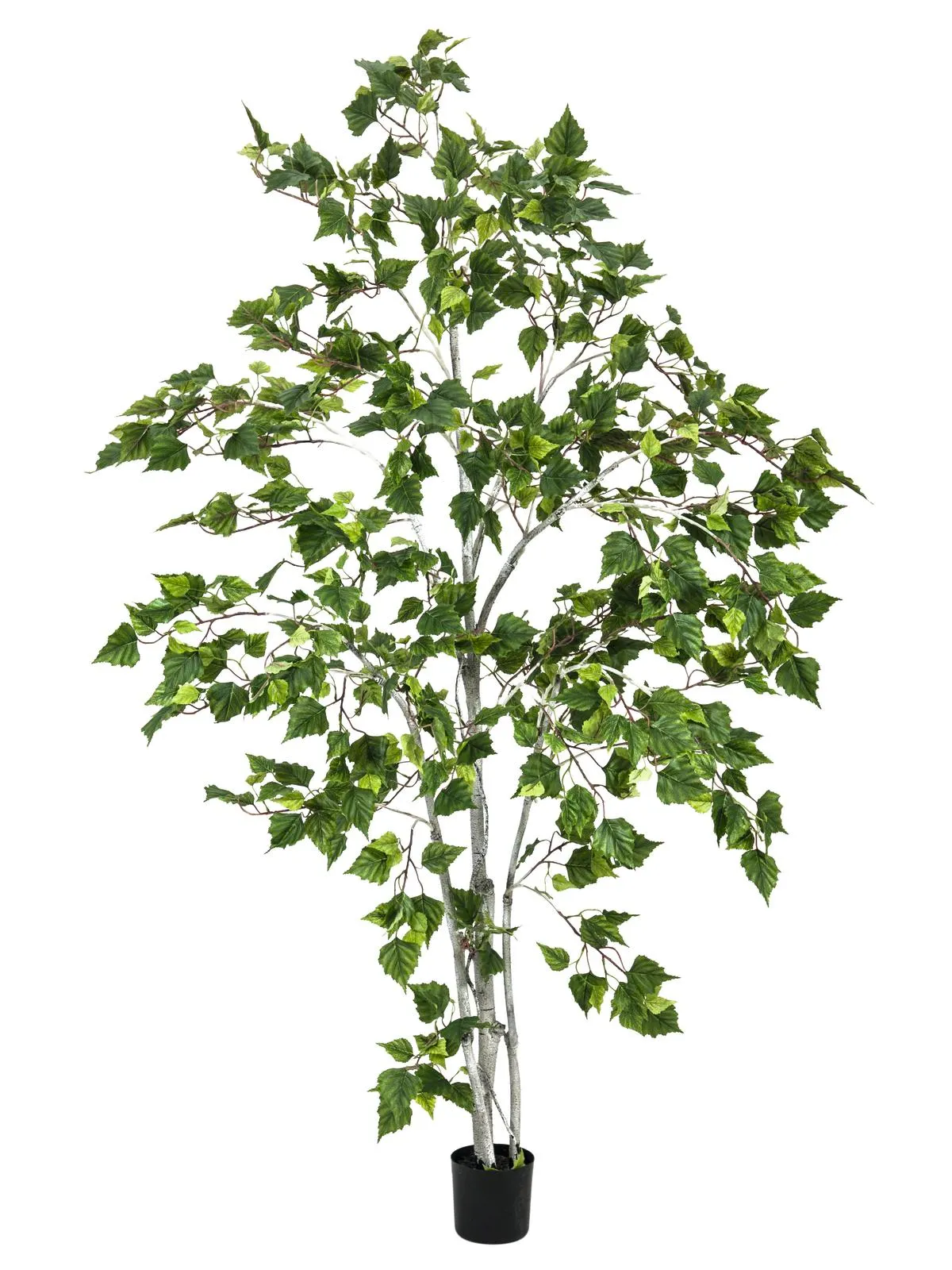 EUROPALMS Birch tree, 180cm - cover