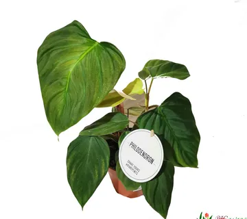 PHILODENDRON “Fuzzy Petiole” - cover