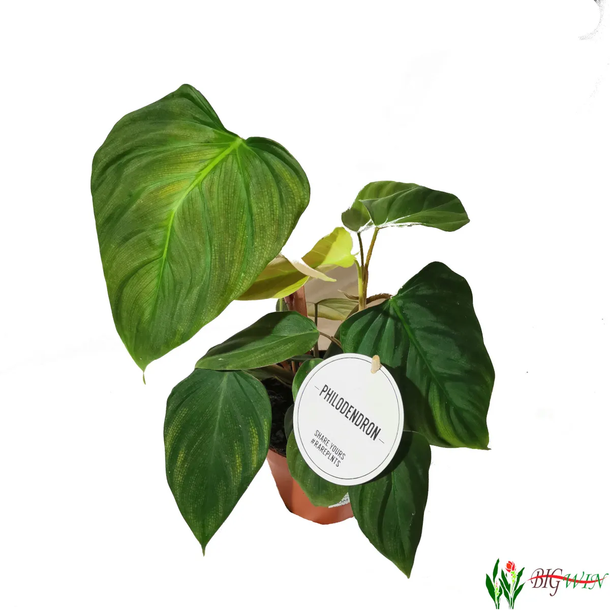 PHILODENDRON “Fuzzy Petiole” - cover