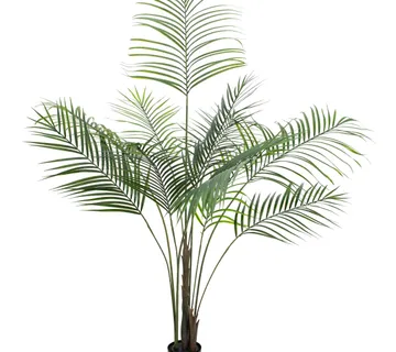 EUROPALMS Areca palm with big leaves, 185cm - cover