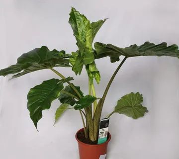 ALOCASIA “Portodora” - cover