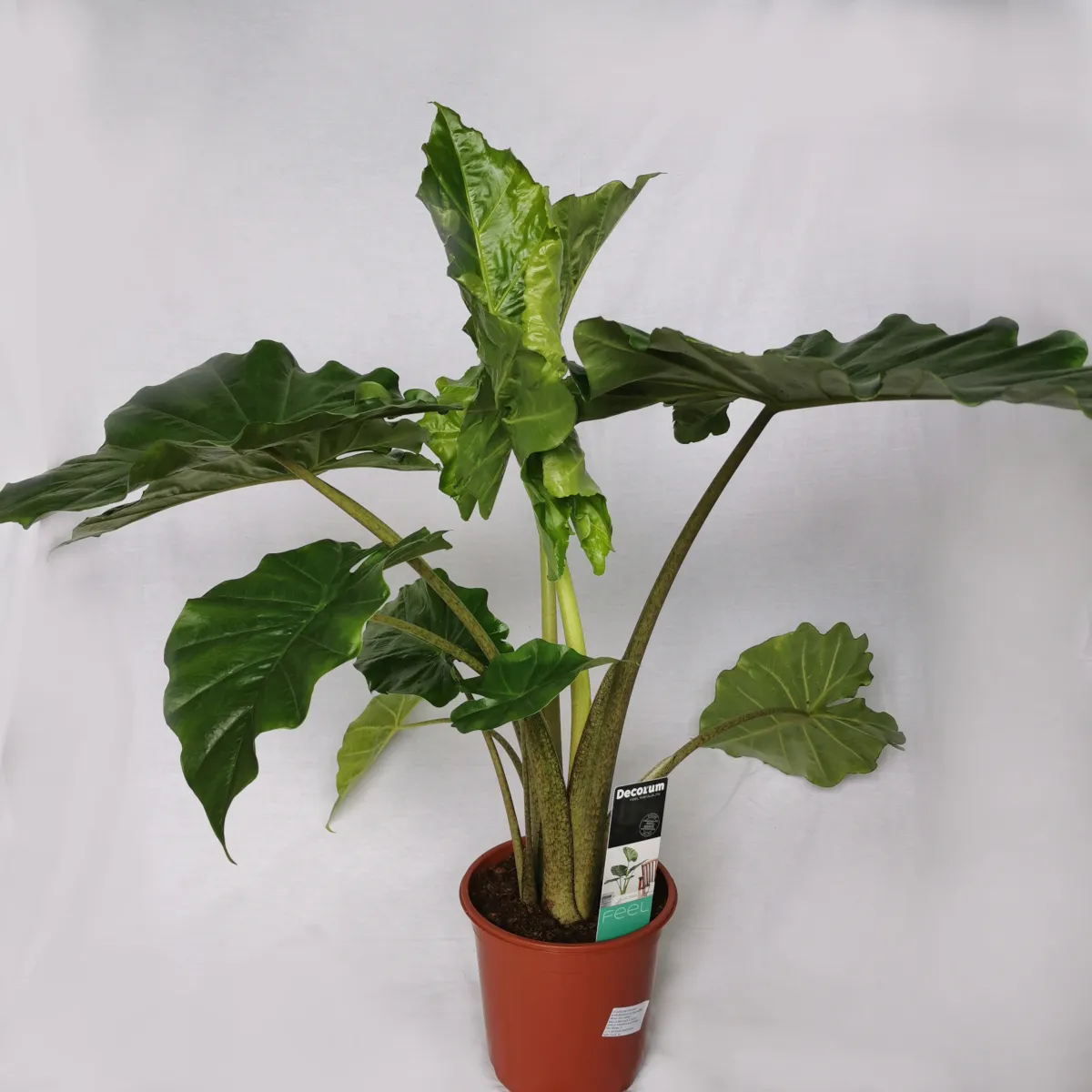 ALOCASIA “Portodora” - cover