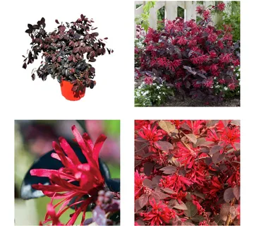 LOROPETALUM CHINESE - cover