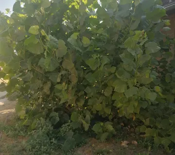 TOPOLA sadnice.HLADOVINA.šaljem poštom.Đurđevac - cover