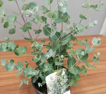 EUCALYPTUS GUNNII - cover