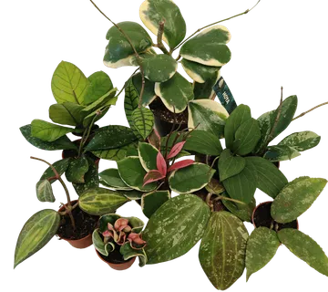 HOYA SPECIAL - cover