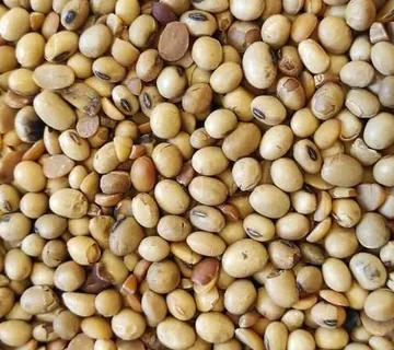 Pržena soja 1kg - cover