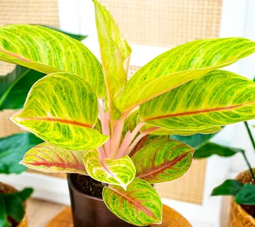 AGLAONEMA “Rose Parakeet” - cover