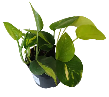 EPIPREMNUM PINN. 3/1 MIX - cover