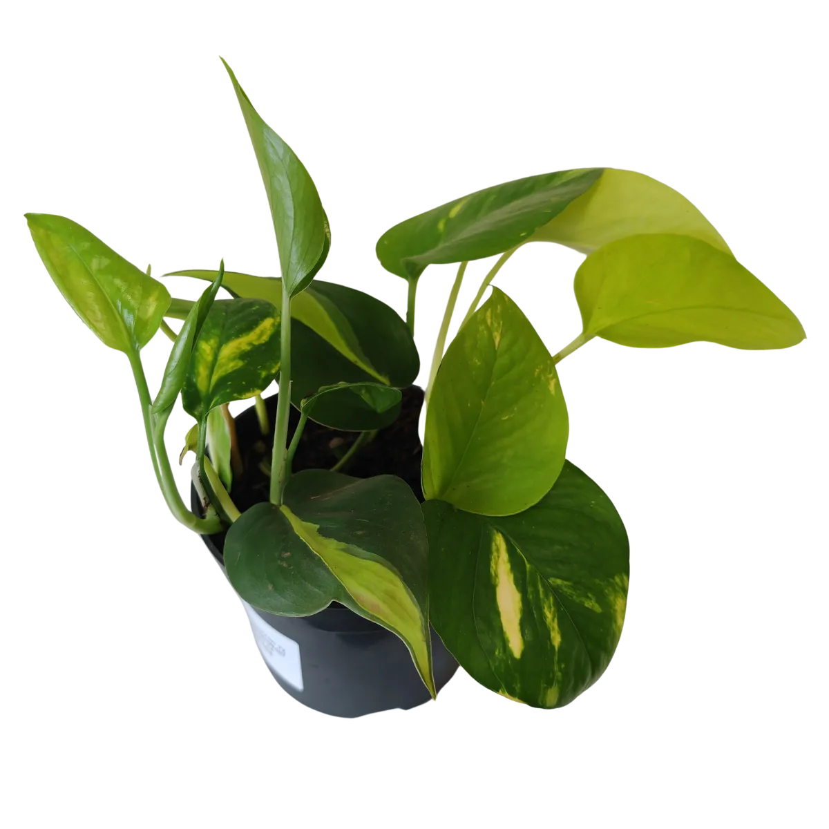 EPIPREMNUM PINN. 3/1 MIX - cover