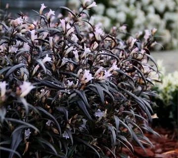 STROBILANTHES ANI. “Brunetthy” - cover