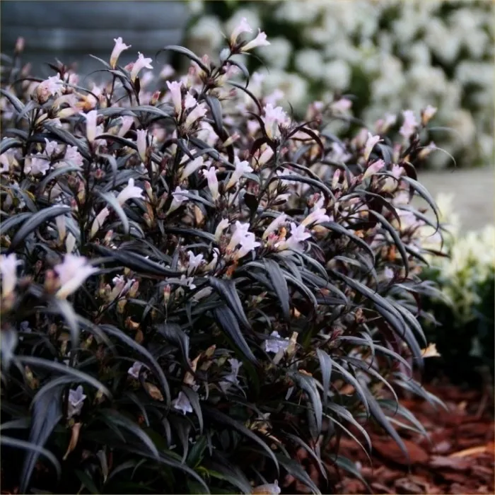 STROBILANTHES ANI. “Brunetthy” - cover
