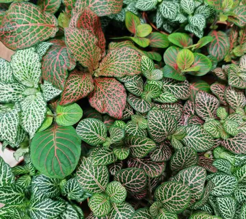 FITTONIA VERSCHAFFELTII - cover